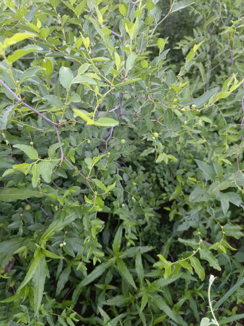 药用酸枣苗