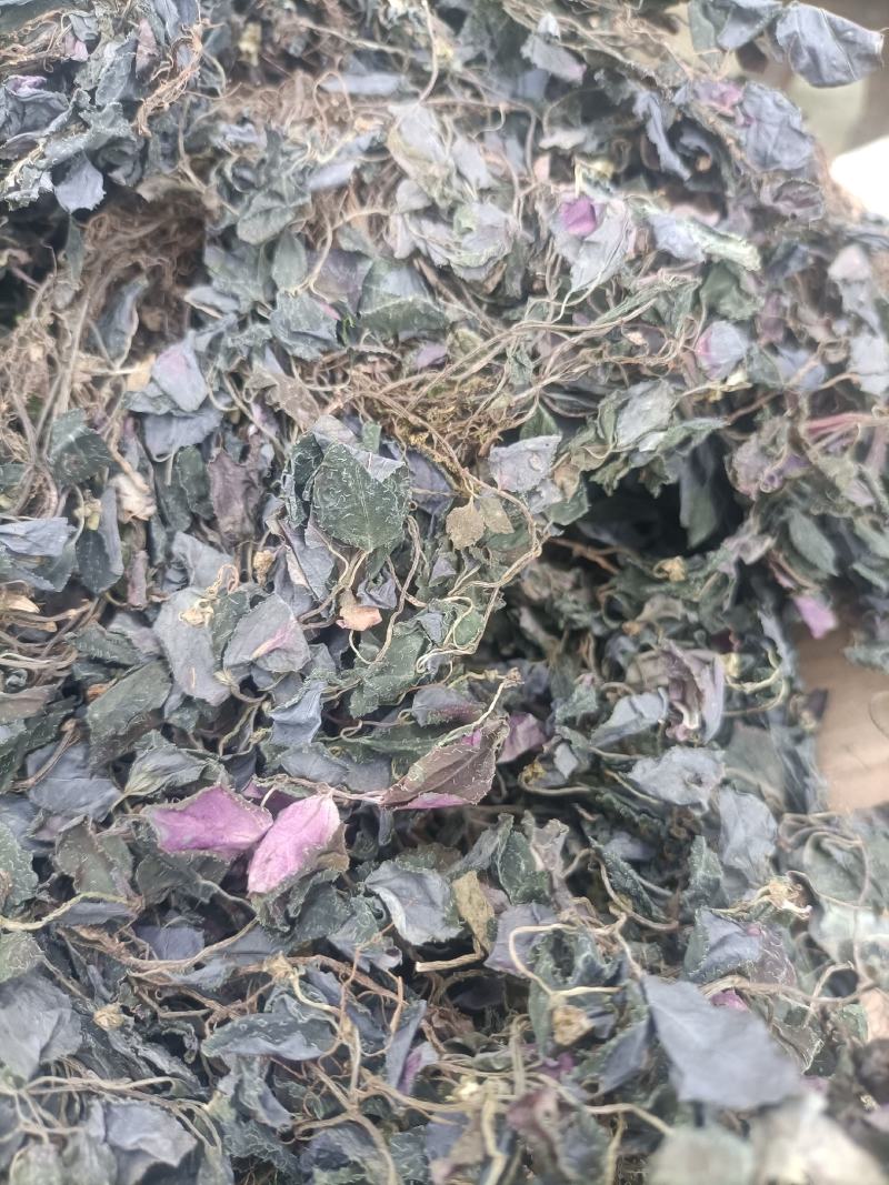 新货纯野生风骨草风柜斗草