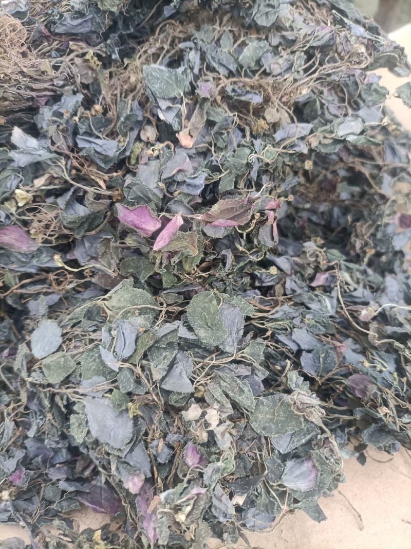 新货纯野生风骨草风柜斗草