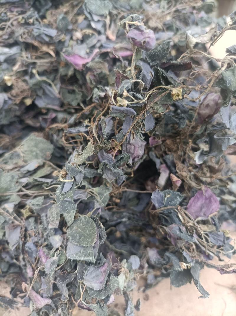 新货纯野生风骨草风柜斗草