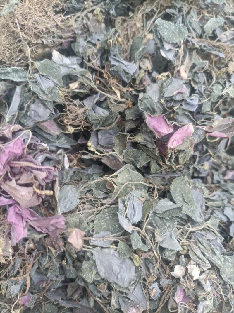 新货纯野生风骨草风柜斗草