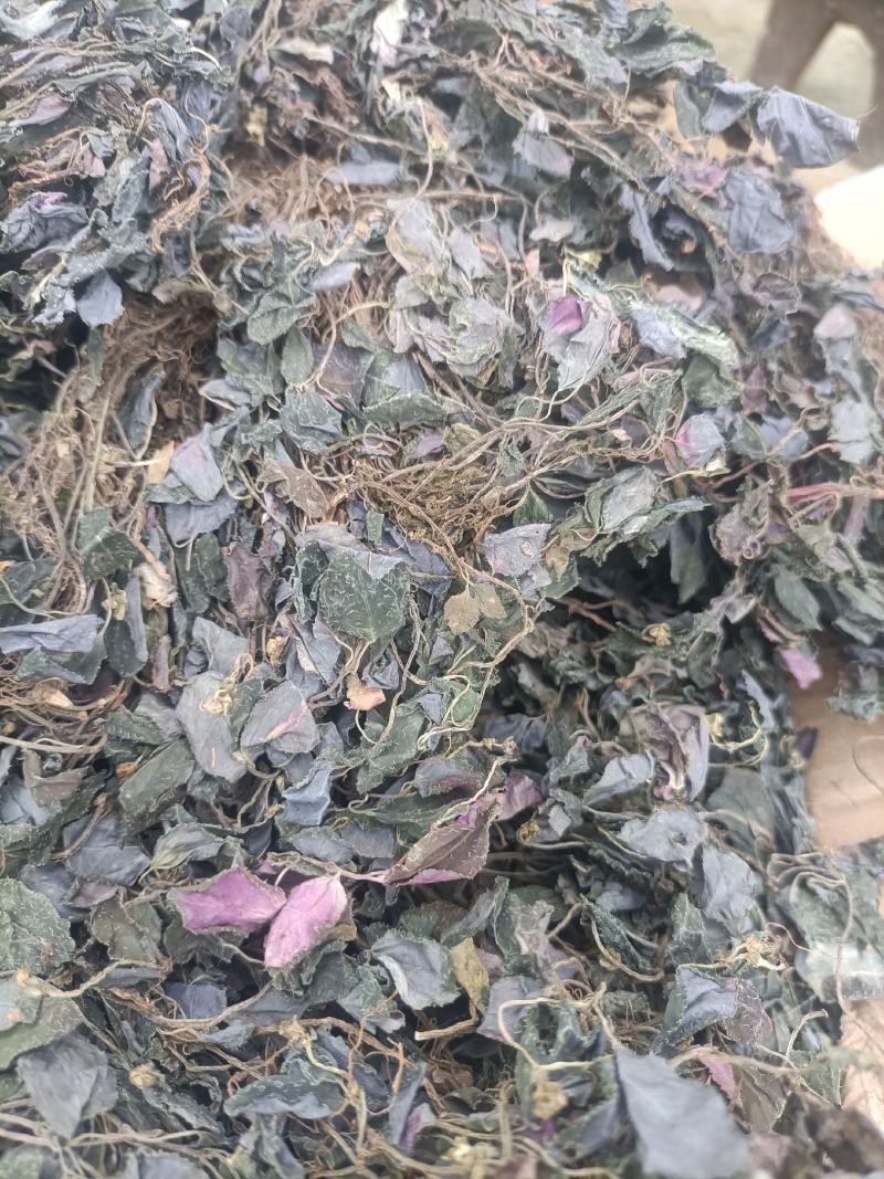 新货纯野生风骨草风柜斗草
