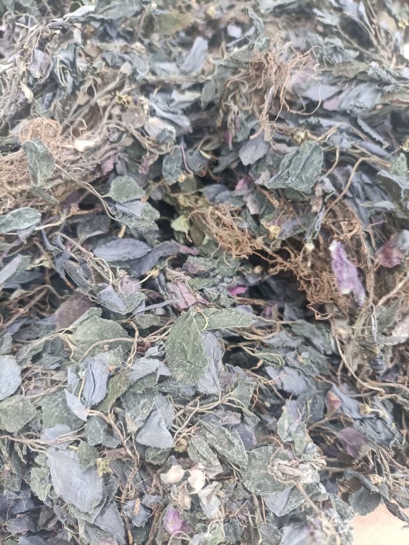 新货纯野生风骨草风柜斗草
