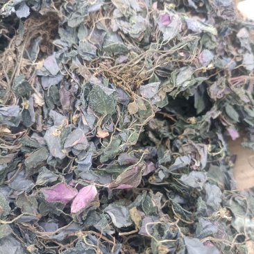 新货纯野生风骨草风柜斗草