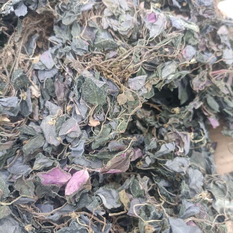新货纯野生风骨草风柜斗草