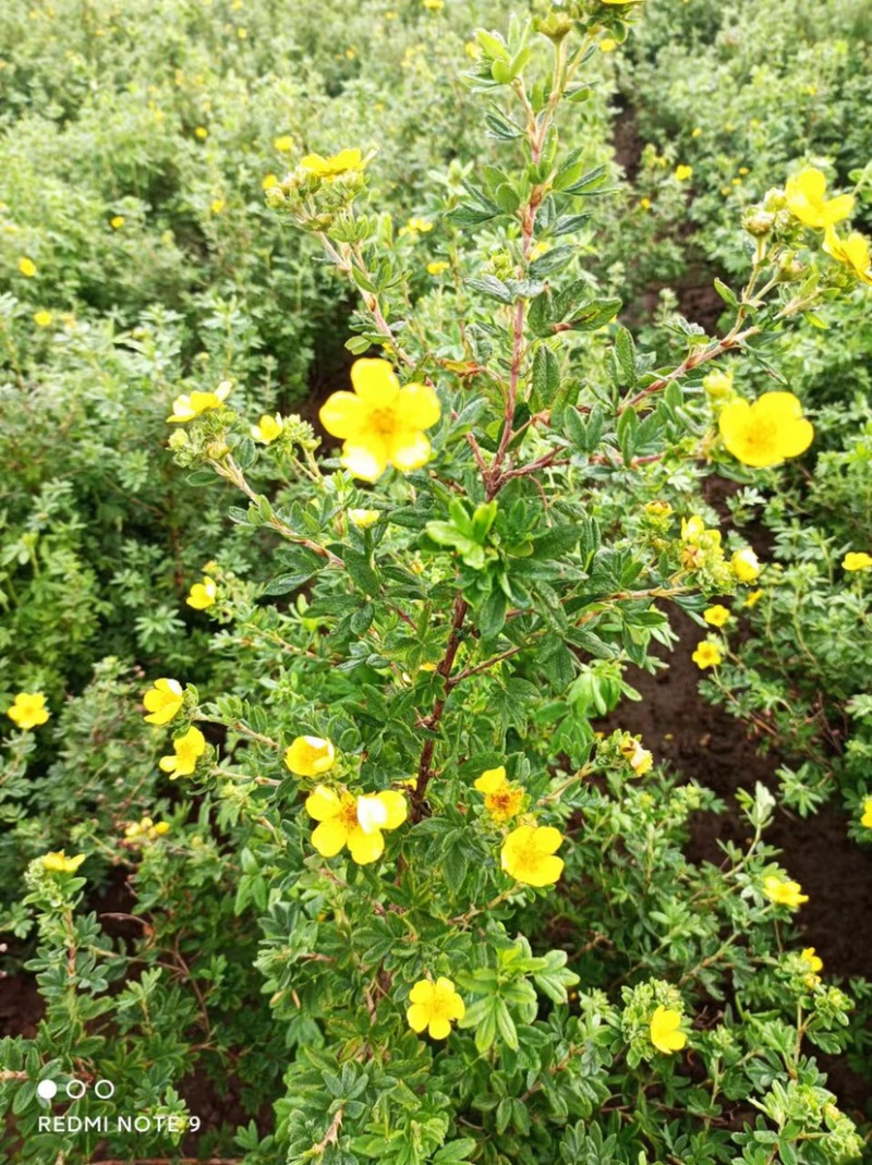 东北辽宁四旺苗圃紫叶小檗红叶小檗苗产地批发