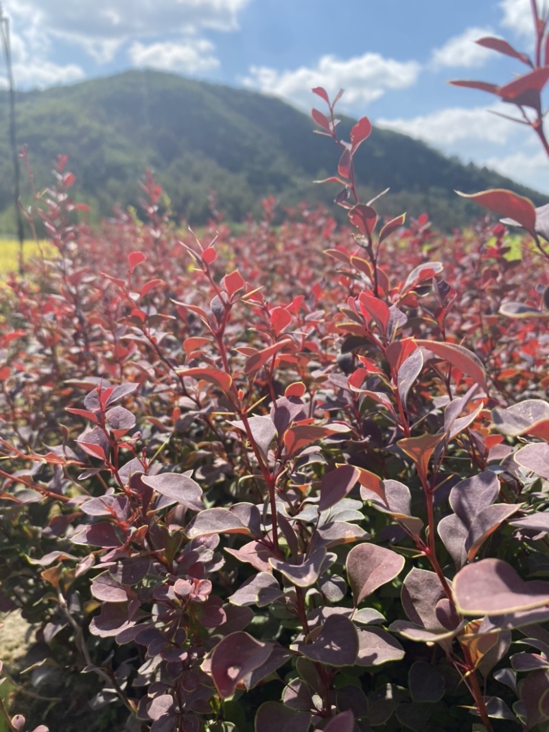 东北辽宁四旺苗圃紫叶小檗红叶小檗苗产地批发