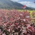 东北辽宁四旺苗圃紫叶小檗红叶小檗苗产地批发
