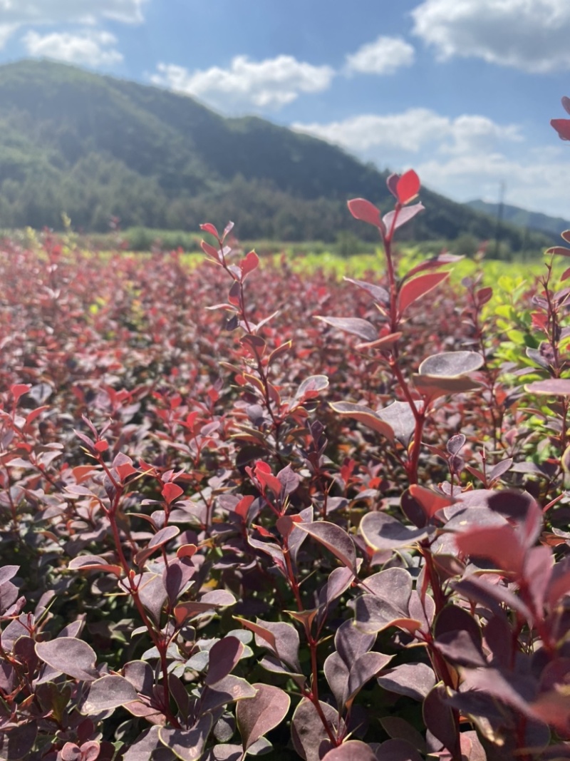 东北辽宁四旺苗圃紫叶小檗红叶小檗苗产地批发