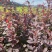 东北辽宁四旺苗圃紫叶小檗红叶小檗苗产地批发