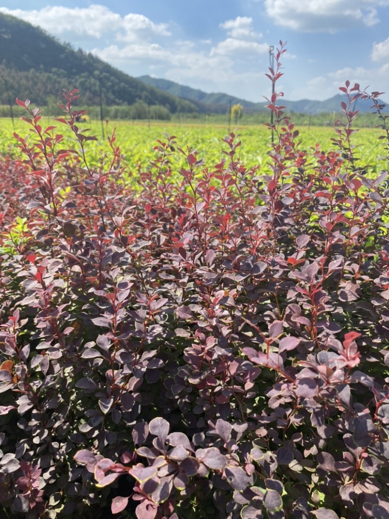 东北辽宁四旺苗圃紫叶小檗红叶小檗苗产地批发
