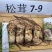 新鲜松茸大量批发