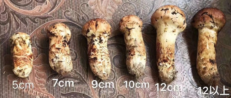 新鲜松茸大量批发