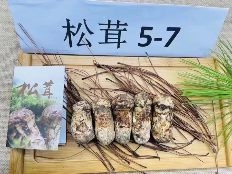 新鲜松茸大量批发