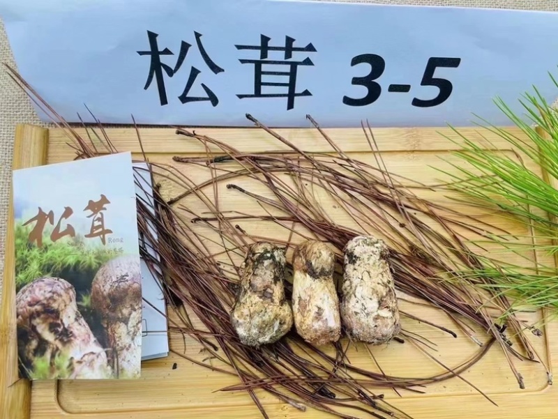 新鲜松茸大量批发