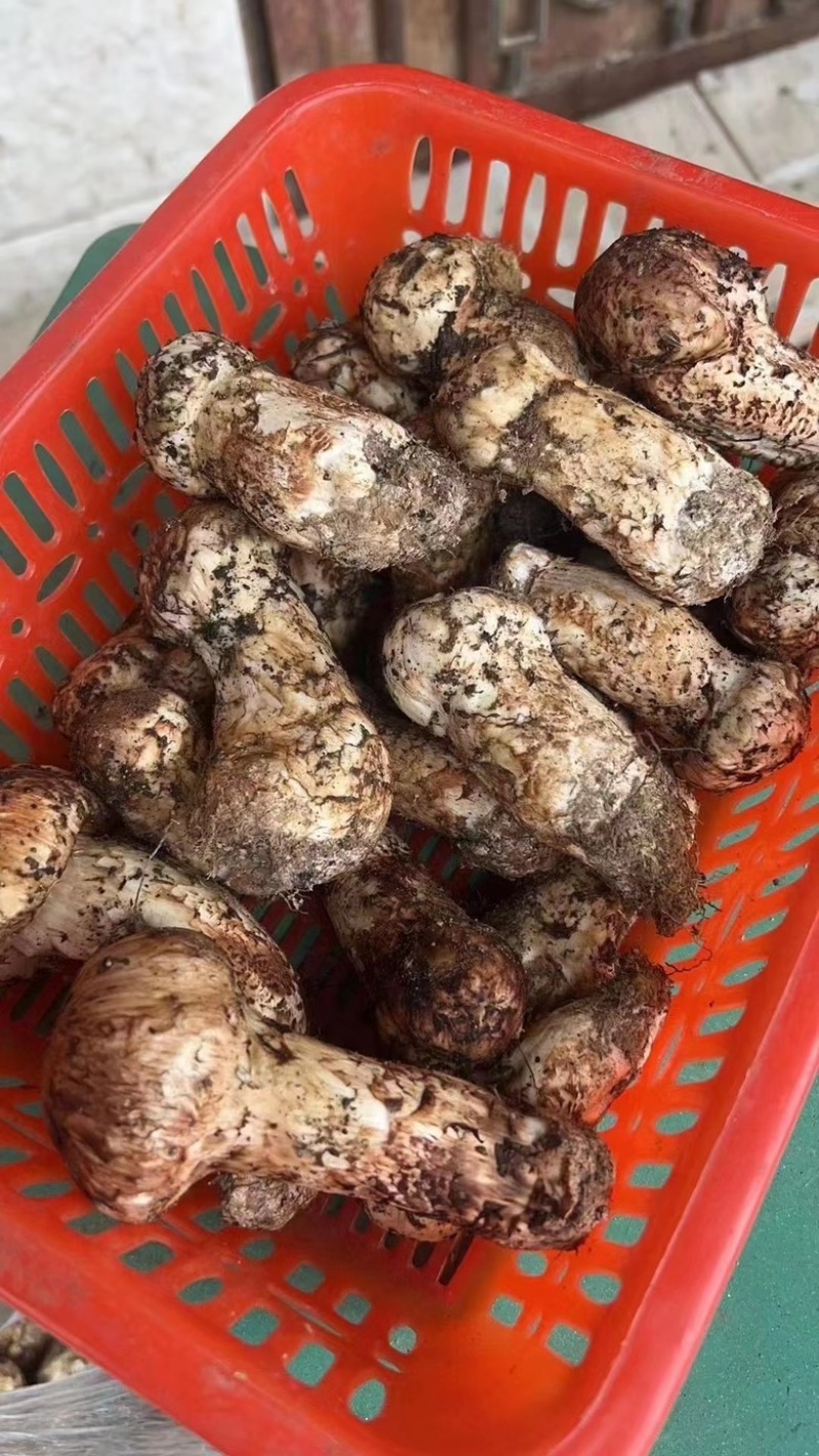 新鲜松茸大量批发