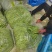 四季豆.无丝豆.架豆王.豆王.山东青州