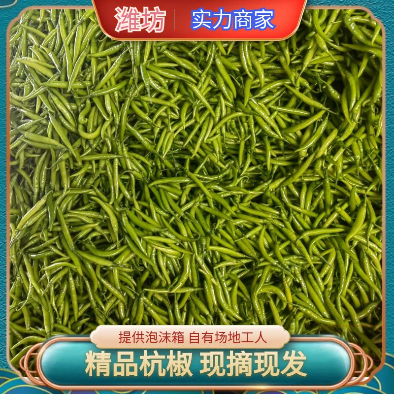 杭椒.水果杭椒，美人椒，加工厂，薄皮，厚皮，产地直发