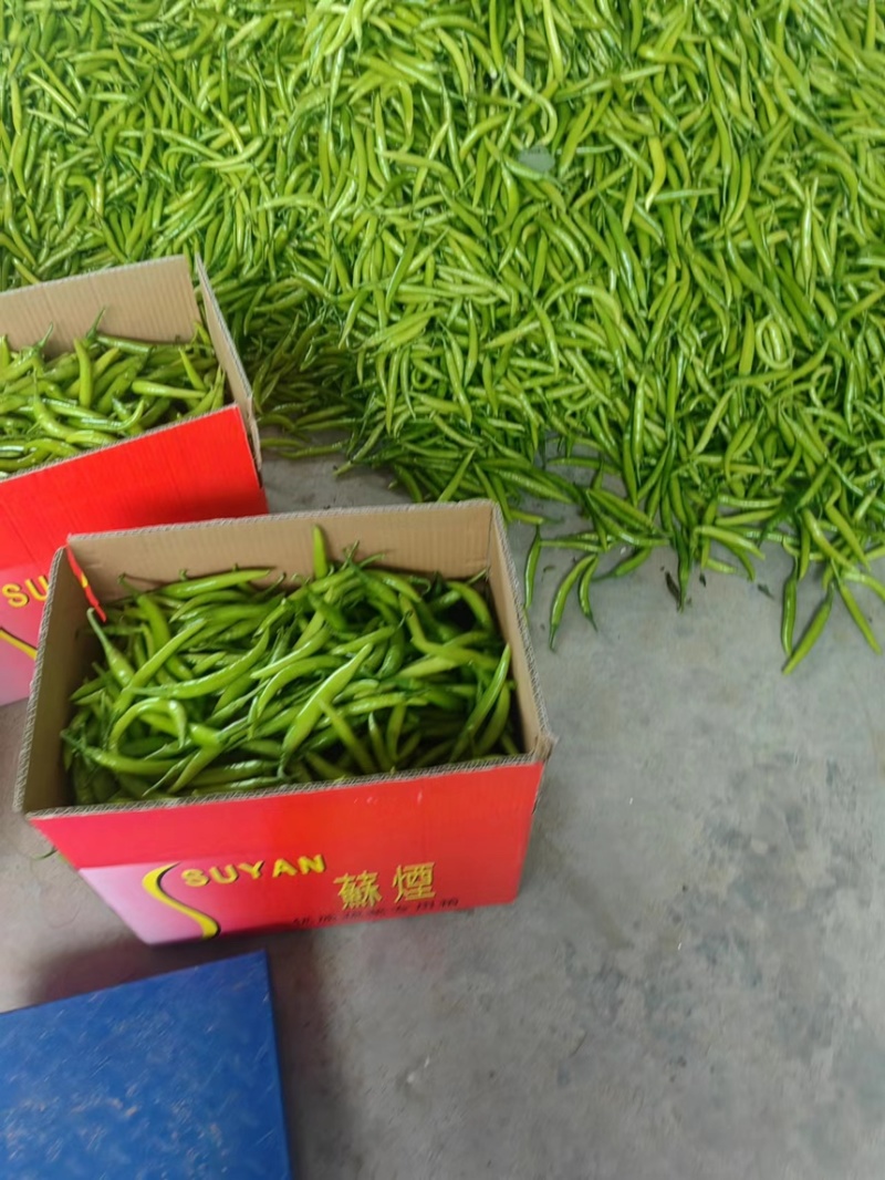 杭椒.水果杭椒，美人椒，加工厂，薄皮，厚皮，产地直发