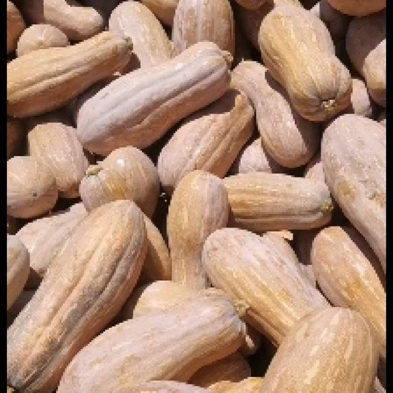 蜜本南瓜