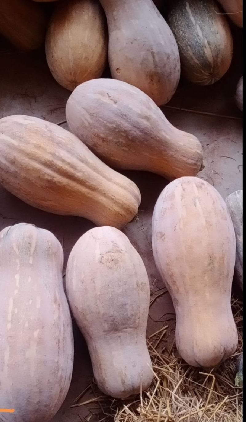 蜜本南瓜