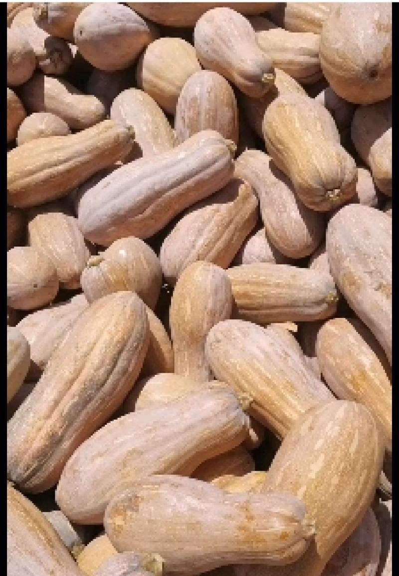 蜜本南瓜