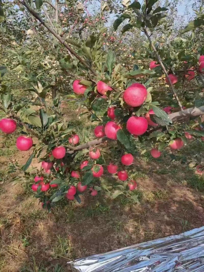 洛川红嘎啦苹果