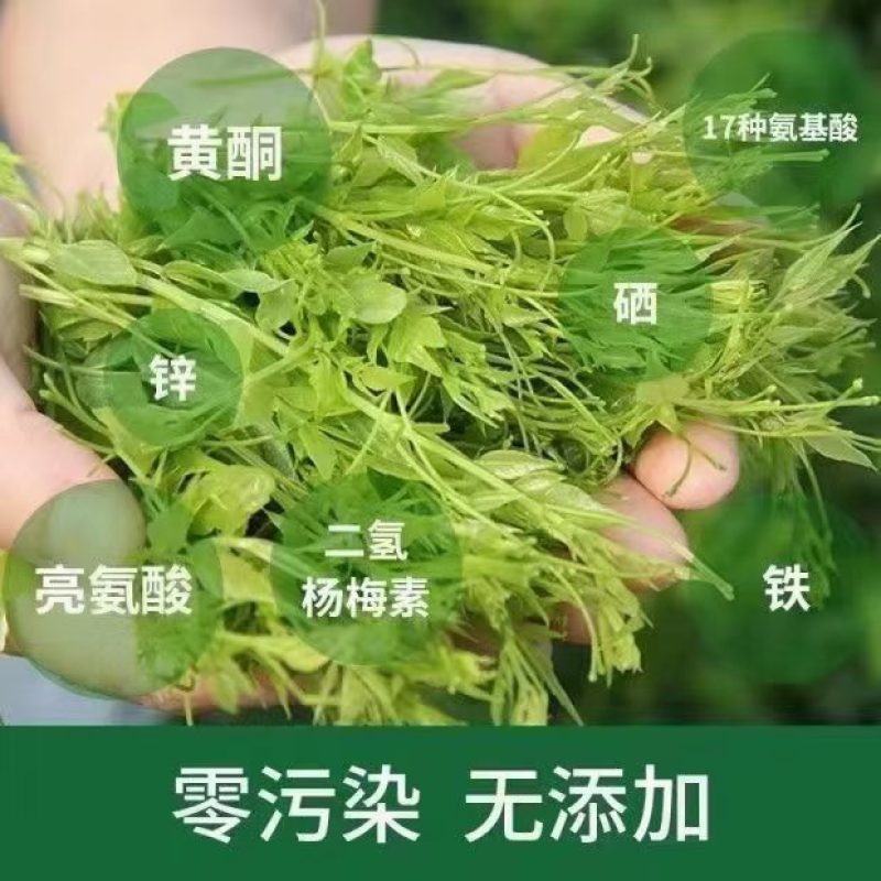 张家界莓茶