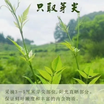 张家界莓茶