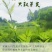 张家界莓茶