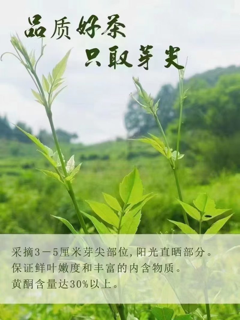 张家界莓茶
