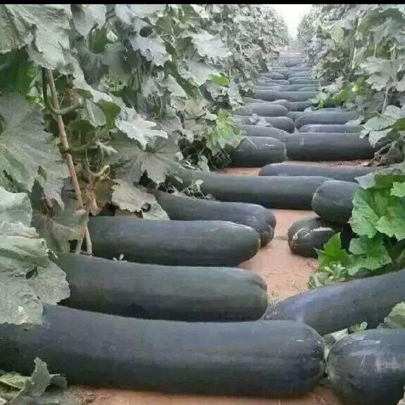 青皮黑皮吊冬瓜地冬瓜，产地直供