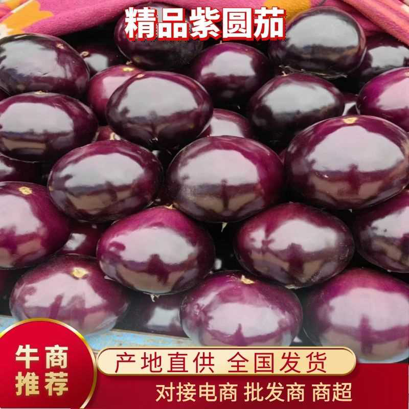河南茄子，精品圆茄紫光圆茄大量供应质优，支持视频看货代发全国