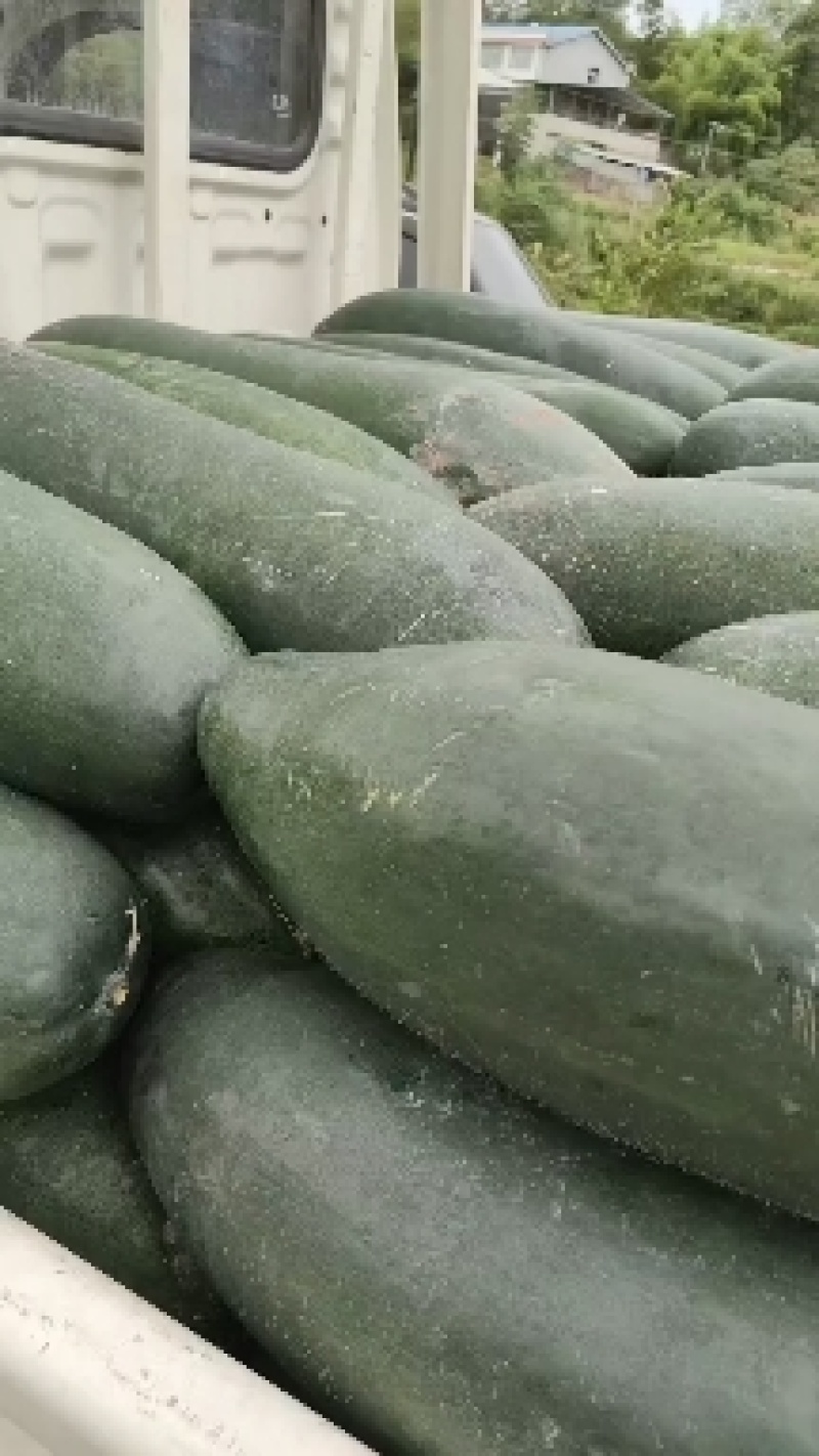 青皮黑皮吊冬瓜地冬瓜，产地直供