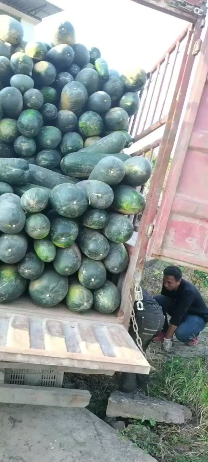 青皮黑皮吊冬瓜地冬瓜，产地直供