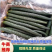 密刺黄瓜，河南黄瓜现货供应精品黄瓜，支持视频看货，代发全国