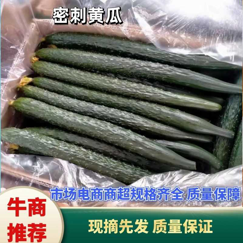 密刺黄瓜，河南黄瓜现货供应精品黄瓜，支持视频看货，代发全国