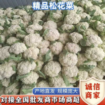 精品花菜河南有机松花，大量供应，可视频欢迎各地客商来电