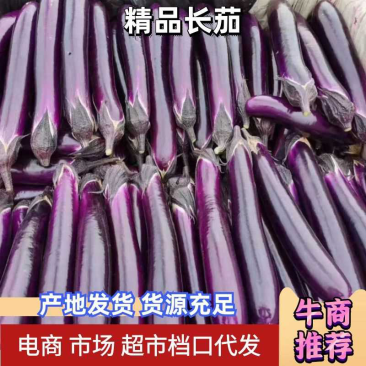 河南茄子精品茄子广茄，紫长茄量大质优支持视频看货代发全国