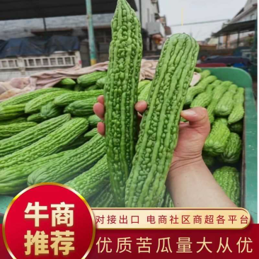 河南苦瓜,精品苦瓜油绿苦瓜大量量大质优可视频看货代发全国