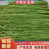 河南长豆角，精品豆角青条豆角产地直发可视频看货保质保量