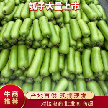 大量供应瓠子瓜，量大质优，商超市，量大质优代发全国