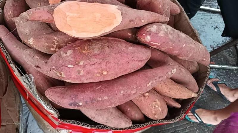 河南中牟红薯货源稳定质优价廉货源充足欢迎联系
