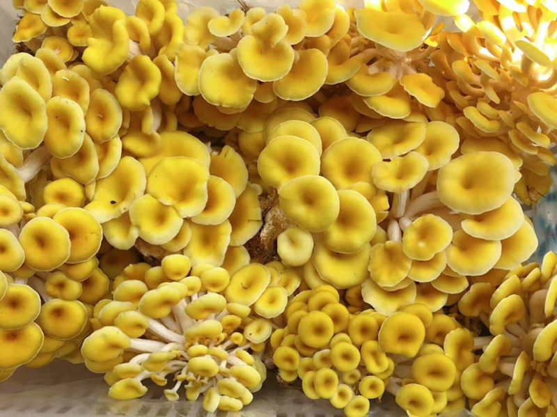 出售榆黄蘑菌包.榆黄蘑菇