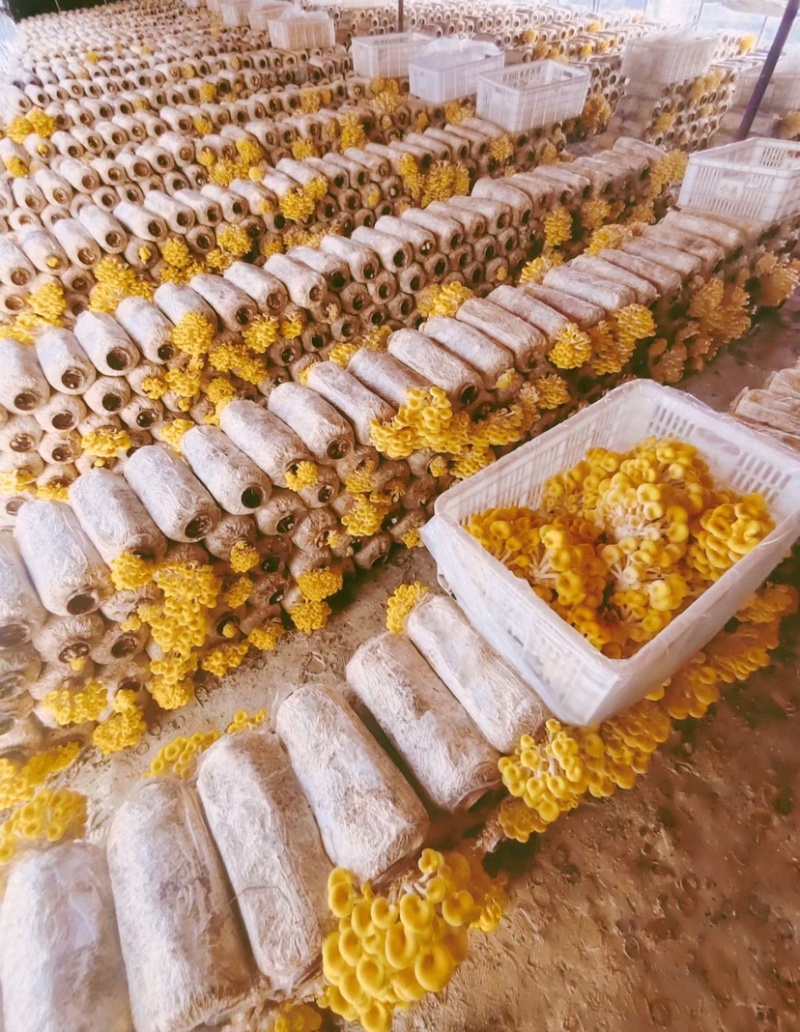 出售榆黄蘑菌包.榆黄蘑菇