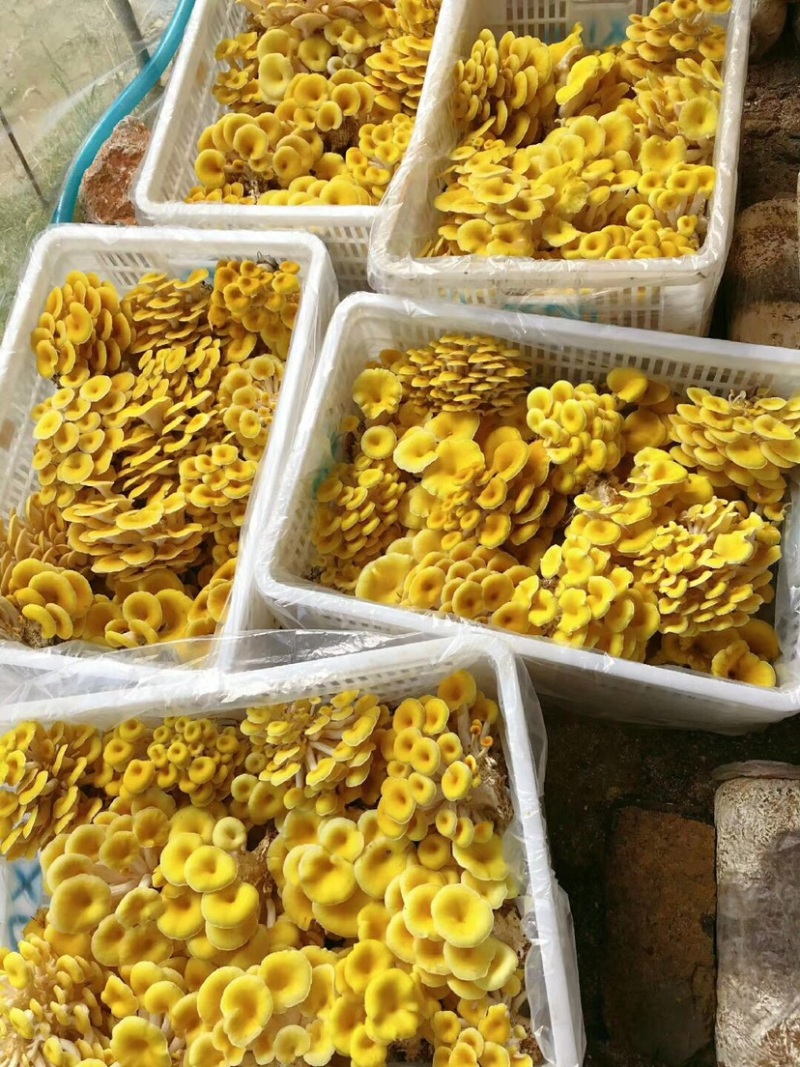 出售榆黄蘑菌包.榆黄蘑菇