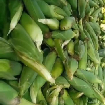 方山万糯2000个大皮绿无虫