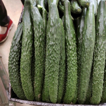 甘肃靖远黄瓜基地，黄瓜三等货，食堂瓜，价格便宜，常年供应