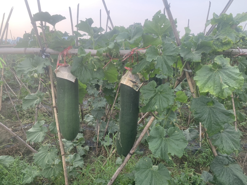 中国主要冬瓜产区地理分布示意图