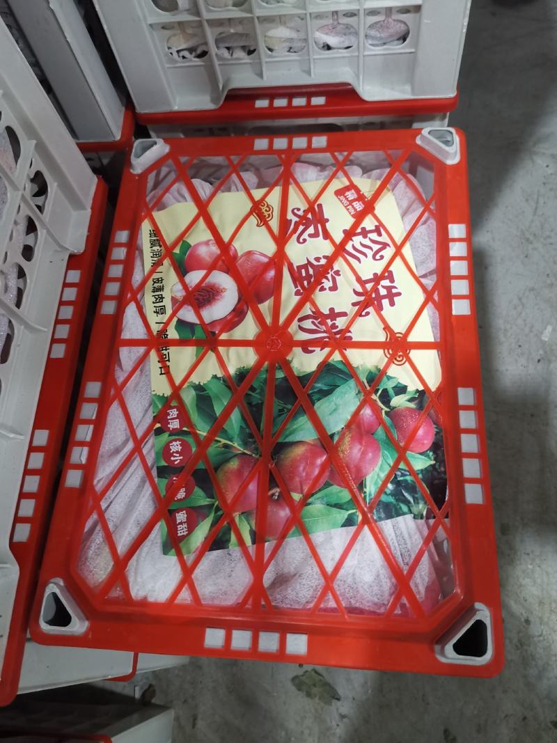 珍珠枣油桃一个村子可以采20万斤货，口感脆甜带有枣的味道